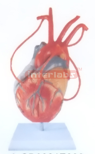 MIDDLE HEART MODEL WITH LONG BLOOD TUBE